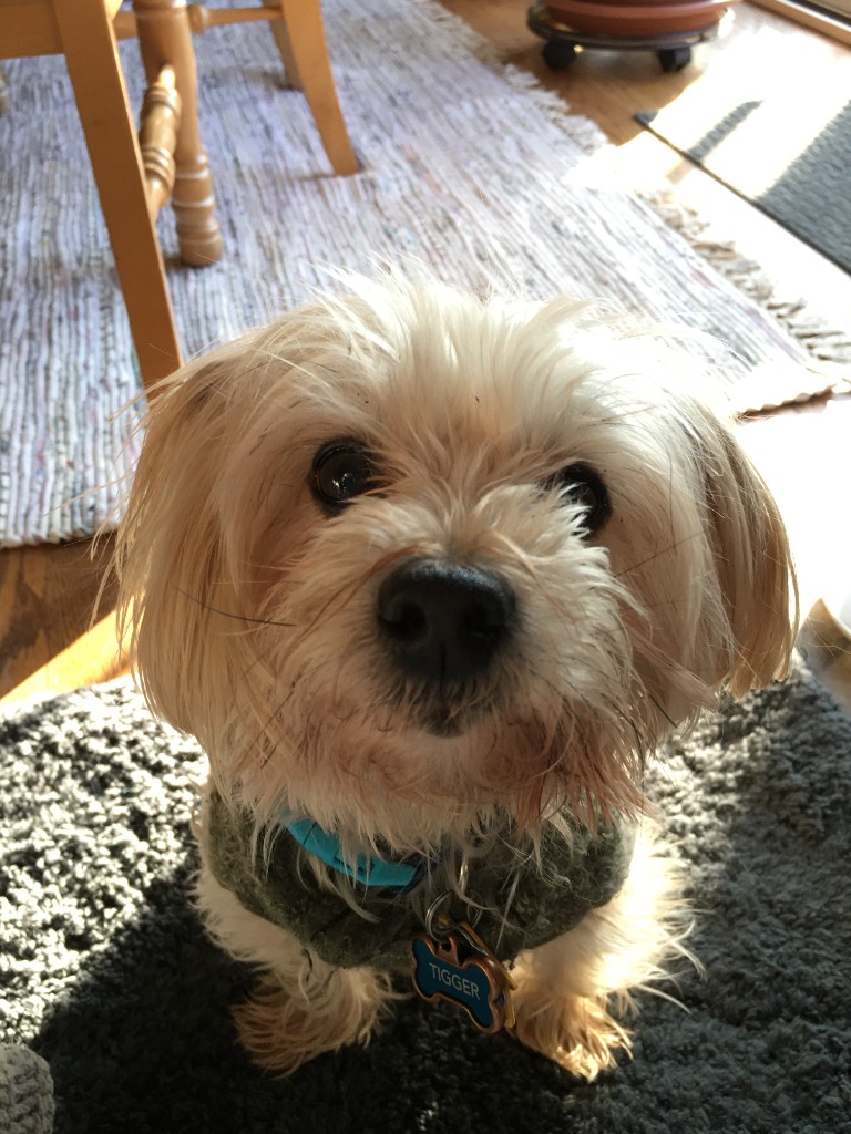 Tigger, our Morkie, who passed in August 2025